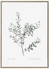 Load image into Gallery viewer, Botany Leaves Print