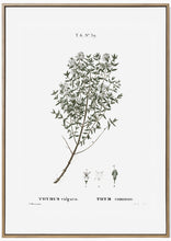 Load image into Gallery viewer, Botany Herb Print