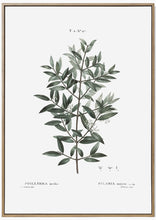 Load image into Gallery viewer, Botany Branch Print