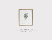 Load image into Gallery viewer, Botany Herb Print